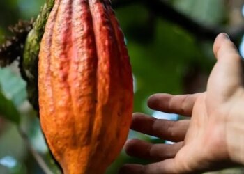 3 passeios pelo Brasil para quem ama chocolate