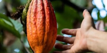 3 passeios pelo Brasil para quem ama chocolate