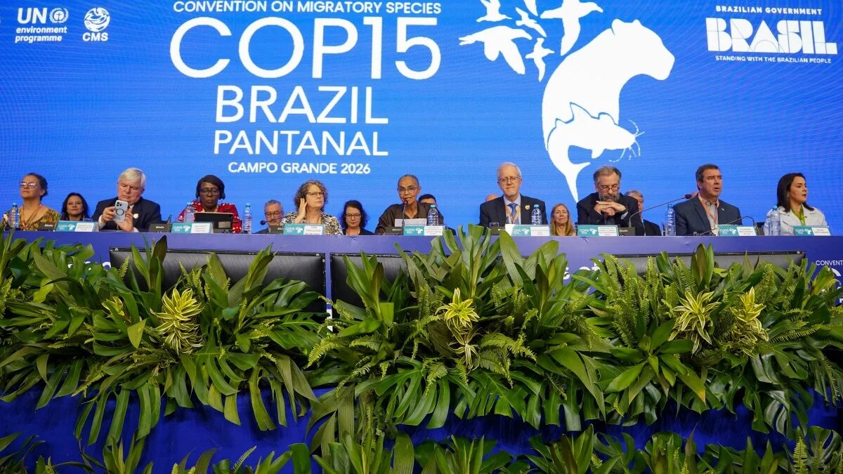 ONU: 40 novas espécies migratórias receberão proteção internacional