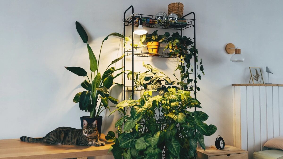 Suportes para plantas substituem vasos no chão e decoram a casa