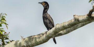 Atlas lançado na COP15 mostra rotas migratórias de aves vulneráveis