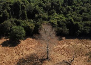 Estudo de longo prazo na Amazônia descarta teoria de savanização