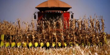 Principal praga do milho causou prejuízos de R$ 133,1 bilhões entre 2020 e 2024