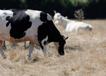 China reforça controles nas fronteiras e abate gado em meio a surto de febre aftosa