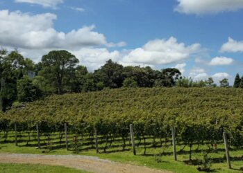 4 vinícolas e chocolaterias para conhecer em Gramado