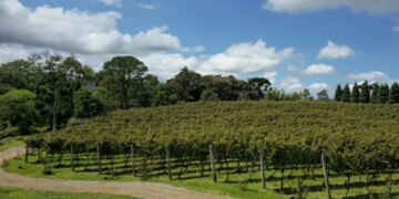 4 vinícolas e chocolaterias para conhecer em Gramado