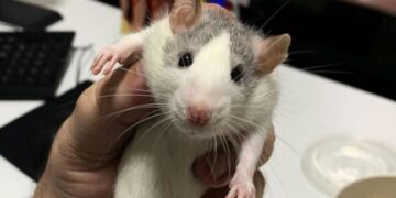 O Ratinho e a dona da fazenda