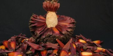 As atrações da temporada de pinhão pelo Brasil