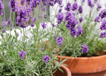 Lavanda: por que essa planta fala sobre amores que não machucam