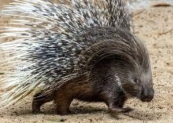 Zoo de São Paulo recebe porco-espinho africano inédito no Brasil