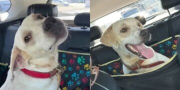 Cão vítima de trote em universidade de SC aguarda adoção responsável