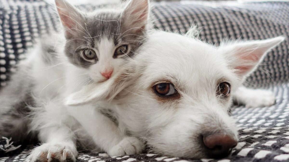 Governo sanciona lei que institui a custódia compartilhada de animais de estimação
