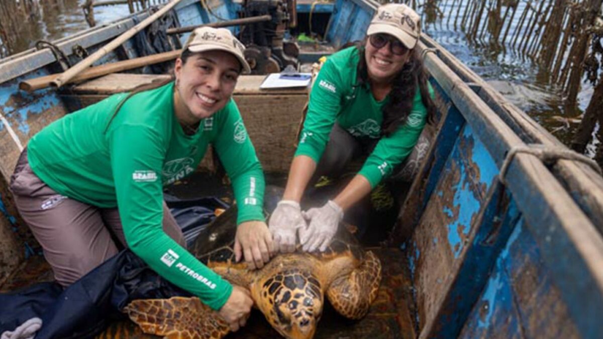 Tartarugas-cabeçudas reaparecem na  Baía de Guanabara