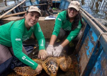 Tartarugas-cabeçudas reaparecem na  Baía de Guanabara