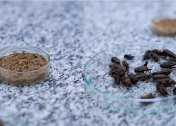 Tomaria? Ciência estuda fazer whey a partir da farinha de grilo