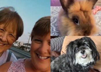 Família perde pets e casa em incêndio e faz vaquinha para se reerguer