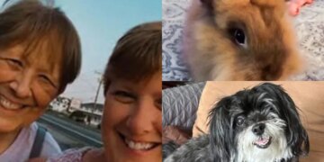 Família perde pets e casa em incêndio e faz vaquinha para se reerguer