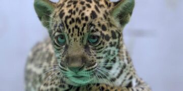 Onça-pintada nascida no BioParque Vale Amazônia ganha o nome de Xingu