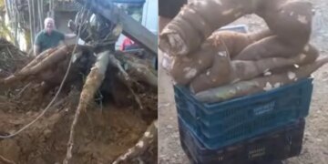 Vídeo: com uma força-tarefa, família colhe aipim de 84 quilos