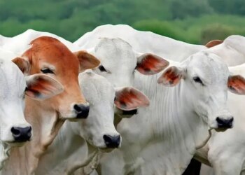 Exportação de carne bovina do Brasil pode cair 10% em 2026 com restrição da China