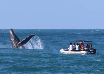 O que você precisa saber sobre a temporada de baleias no Litoral Norte de São Paulo