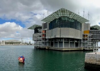 Oceanário de Lisboa: último meses para visitar a exposição Florestas Submersas