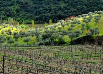 Olivoturismo na Europa: lagares e degustações em Portugal, Espanha e mais