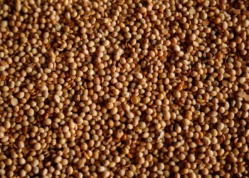 Importações de soja pela China voltam a crescer em abril e seguem acima de 2025