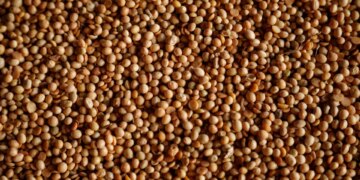 Importações de soja pela China voltam a crescer em abril e seguem acima de 2025