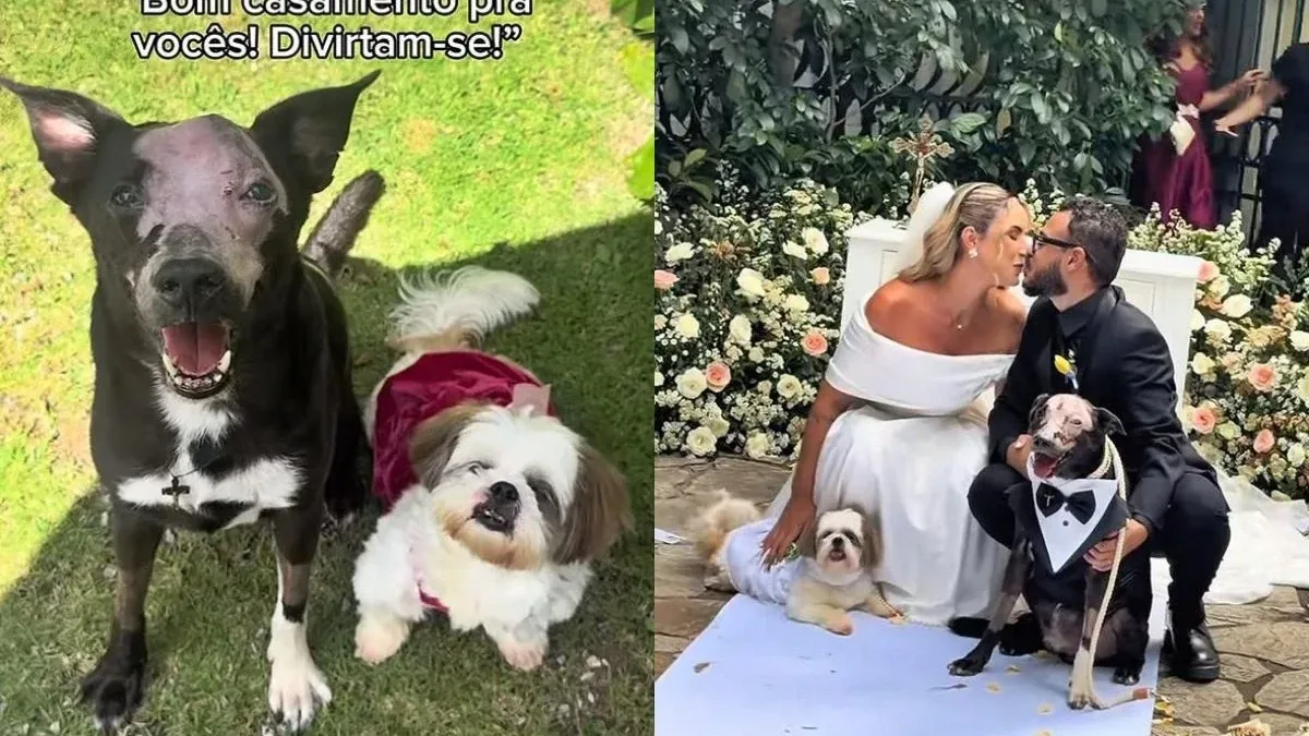 Cães com câncer emocionam ao levar alianças no casamento dos tutores