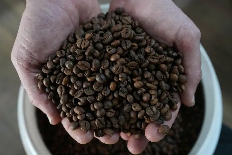 Exportações globais de café verde aumentaram 0,8% em março, diz OIC