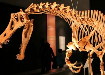 A disputa pelo retorno do dinossauro Irritator ao Brasil