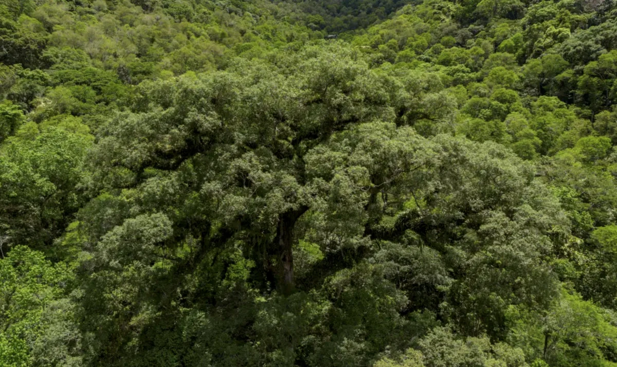 Desmatamento na Mata Atlântica atinge menor nível histórico