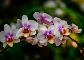 Orquídea: como cultivar e fazer a planta durar por anos