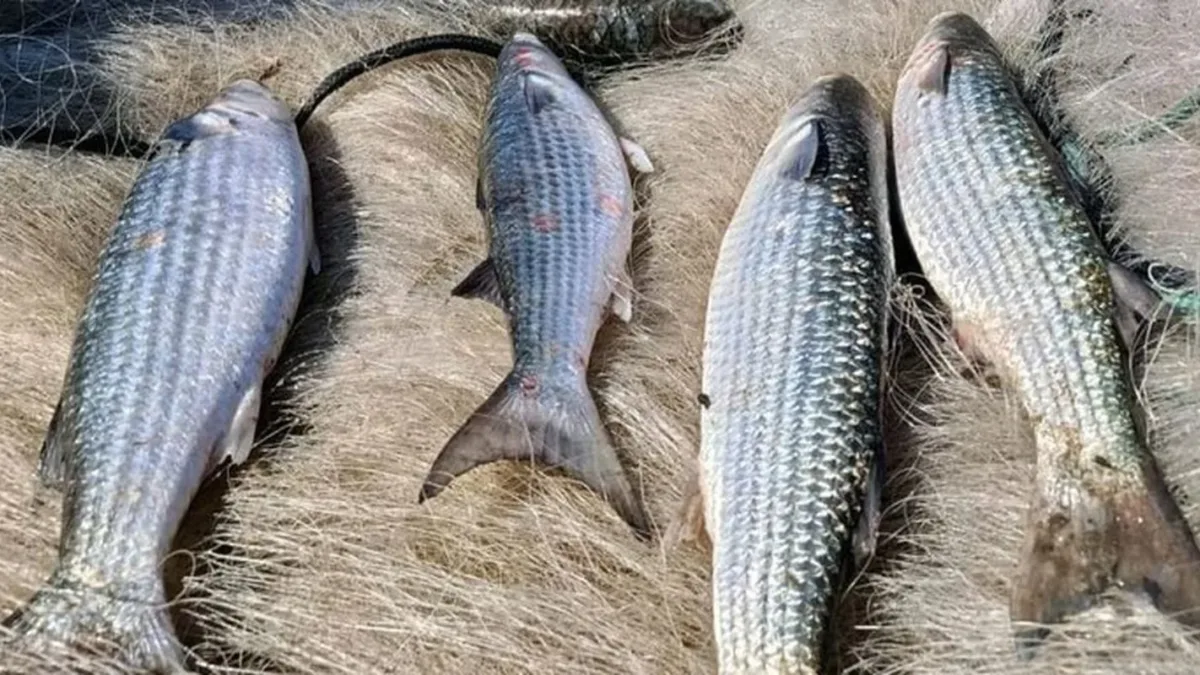 Pesca de tainha na modalidade arrasto de praia está suspensa