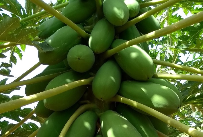 Ácaro-rajado ameaça produção de mamão e exige manejo integrado eficaz