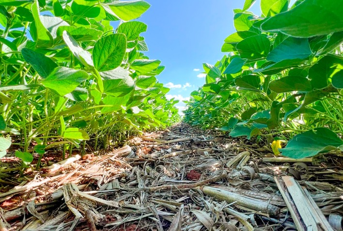 Agricultura regenerativa avança no Brasil, mas desafios ainda persistem na transição