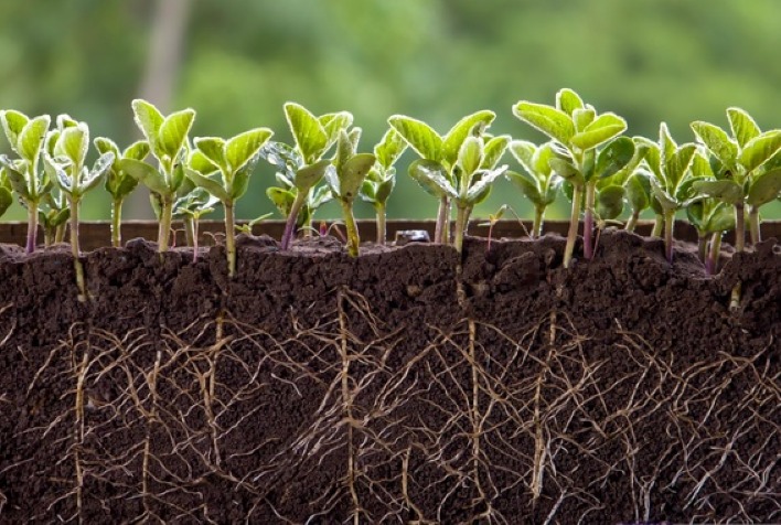 Agricultura regenerativa: solo como chave para aumentar produtividade no campo