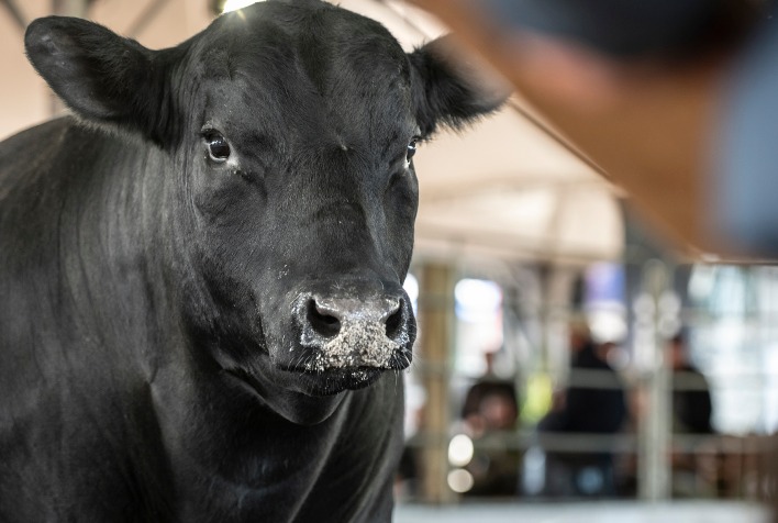 Arena dos Campeões na Fenagen 2026 traz seleção animal para Pelotas (RS)