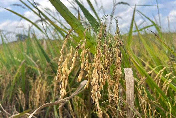 Arroz brasileiro perde espaço na UE e setor pede incentivos para exportações