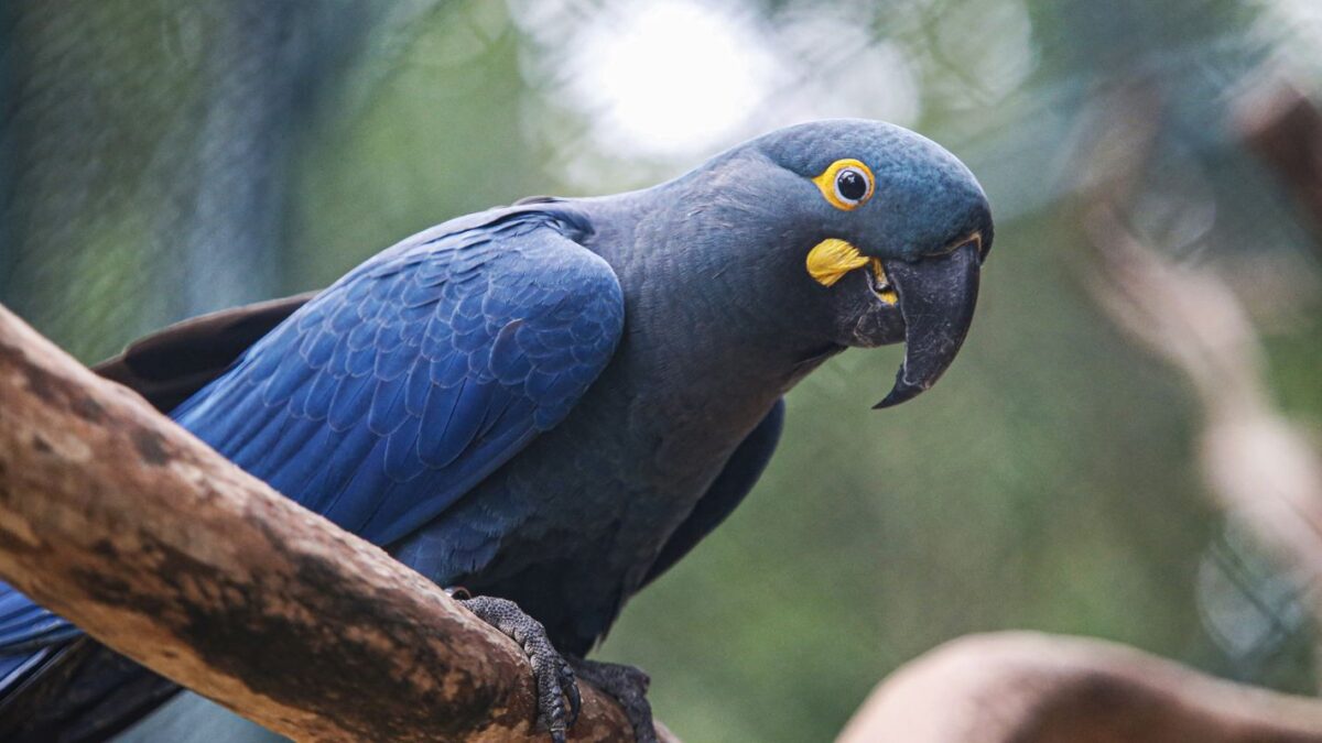 Atualização da lista de fauna ameaçada inclui 180 espécies e retira 150