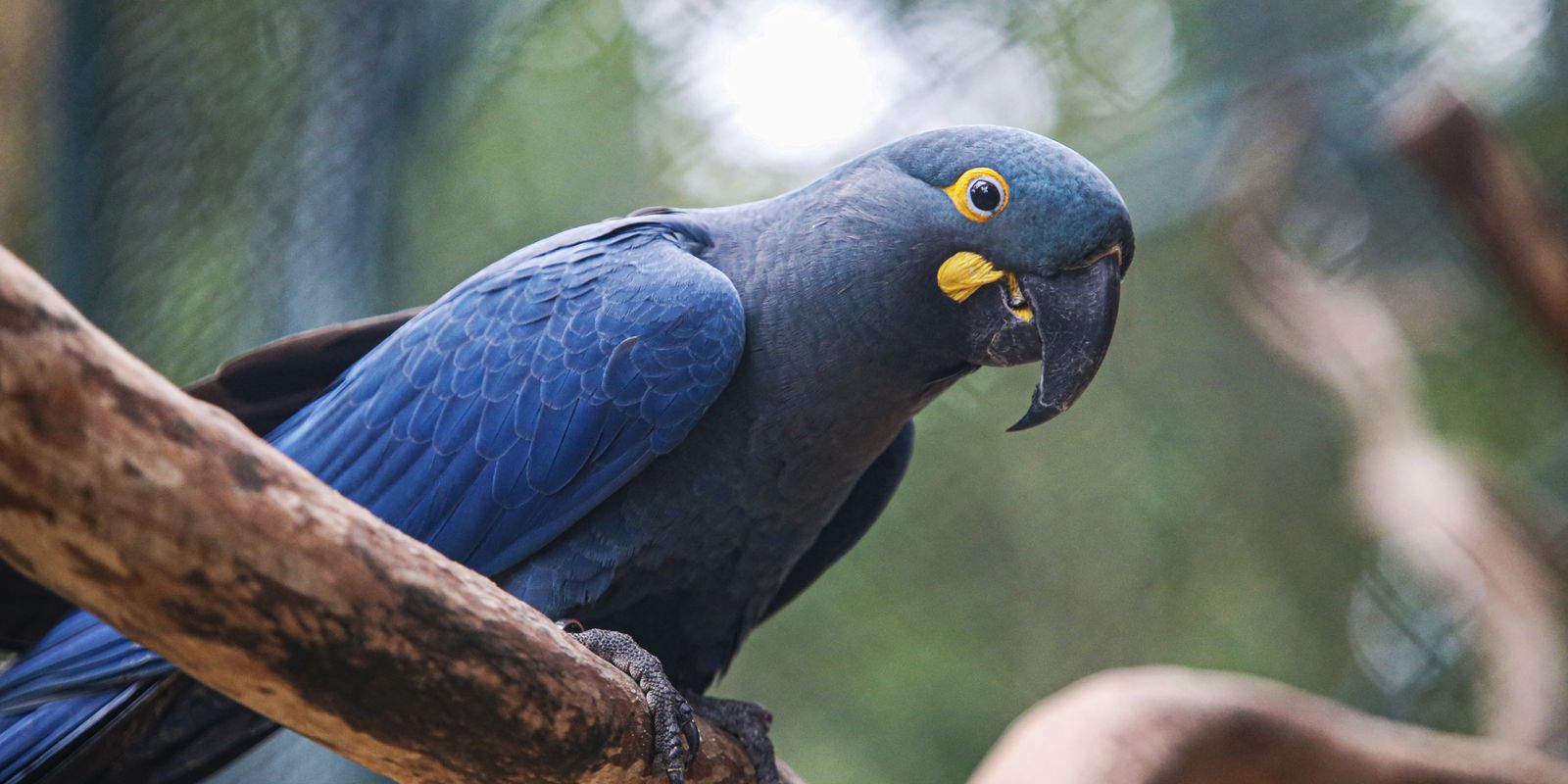Atualização da lista de fauna ameaçada inclui 180 espécies e retira 150