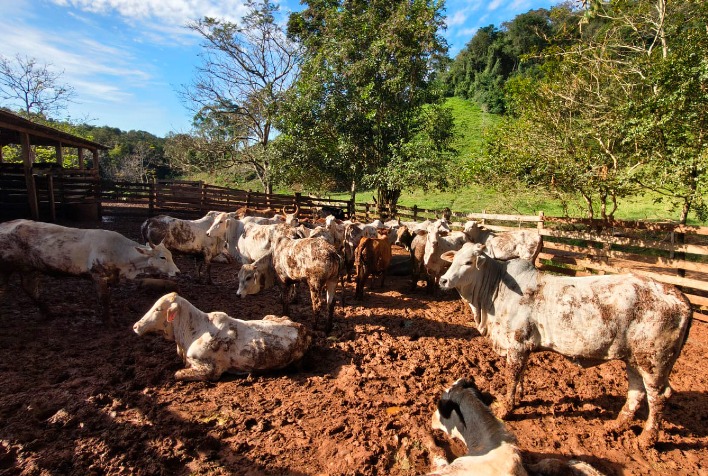 Atualização de rebanhos no Paraná chega a 67%; prazo para regularização é 30 de junho