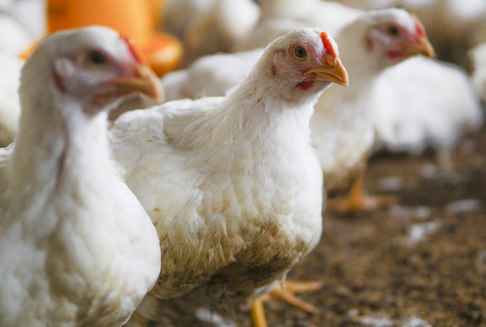 Avicultura brasileira avança com tecnologia e manejo em simpósio em Chapecó