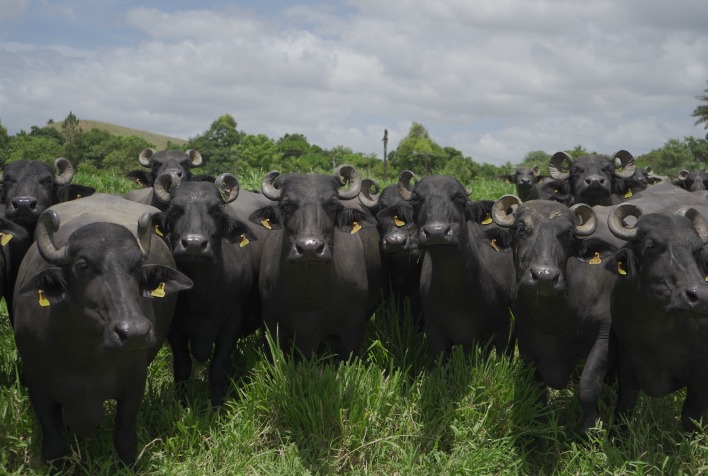 Beef Hour das Raças na Feicorte 2026 apresenta 16 variedades de proteína e integra cadeia da carne no Brasil