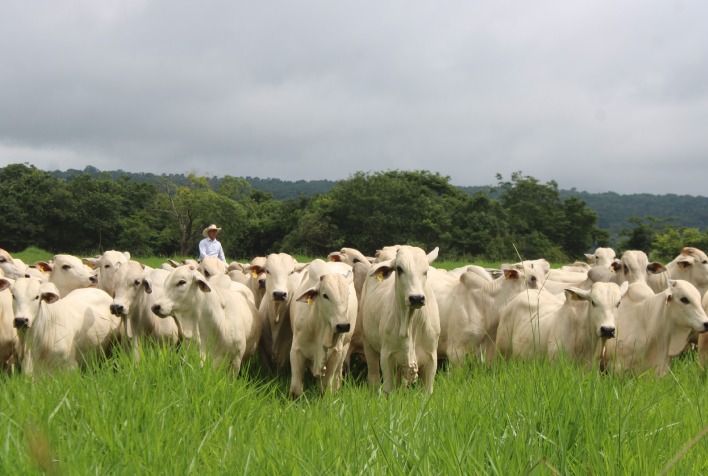 Bem-estar animal se torna chave para competitividade do agronegócio brasileiro