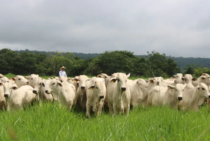 Bem-estar animal se torna chave para competitividade do agronegócio brasileiro