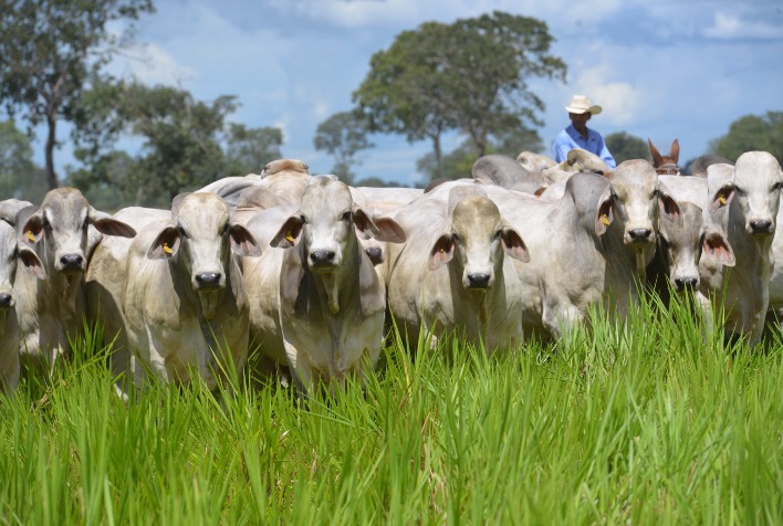 Brahman destaca avanços em genética e qualidade da carne na Feicorte 2026 em Presidente Prudente