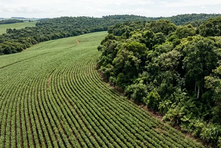 Brasil reduz desmatamento em 21% em 2025, mas especialistas pedem cautela na análise