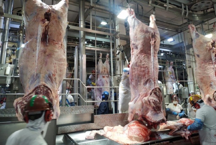Brasil registra recorde de abate de bovinos no primeiro trimestre de 2026